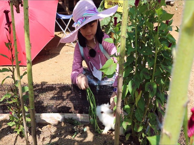 Memberi makan kelinci ola